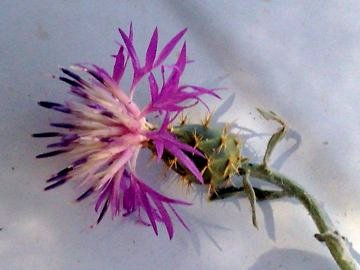 Centaurea aspera / Fiordaliso ispido